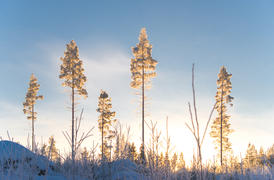 Сосны на закате