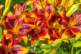 Цветущие лилии