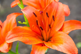 Лилия оранжевая