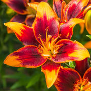 Лилия двуцветная