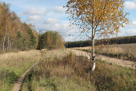 Березка в поле