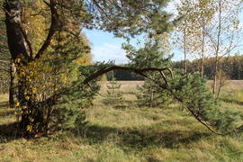 Ветвь сосны