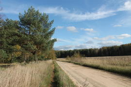 Сосна у дороги