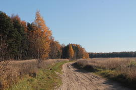 Дорога в лес