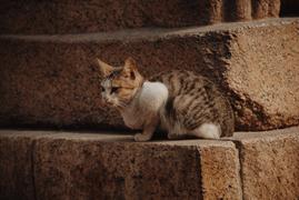 Каирская кошка