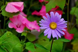 Простой, но прекрасный