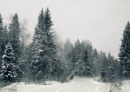 Еловый лес в снегу