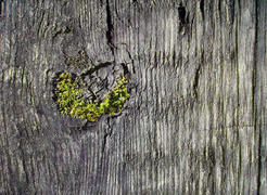 Мох и мертвая древесина 