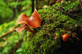 Грибы на кочке