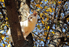 Белая кошка на яблоне