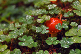 Гриб в зарослях клевера