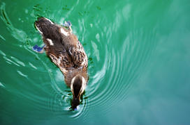 Утка в пруду