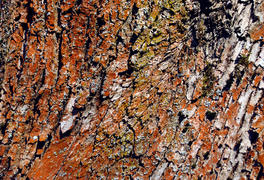 Старая кора 