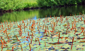 Пруд с кувшинками 