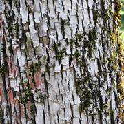 Крашенная кора