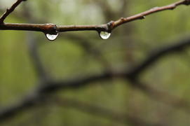 Как две капли