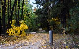 Дорога из города