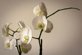 Какой!? Однако...