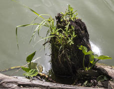 И даже пень...