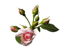 Роза нежная