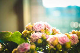 Маленькие цветочки