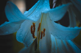 Белая лилия