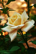 Жёлтая роза