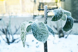 Листья розы