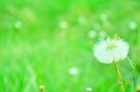 Одуванчик
