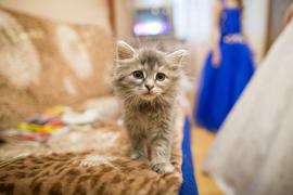 Лохматое чудо