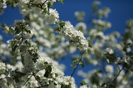 Цветущая яблоня