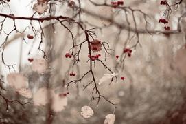 Осенняя рябина