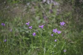 Полевые цветы