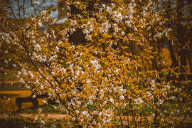 Японская Саккура