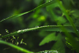 Трава с росой после дождя