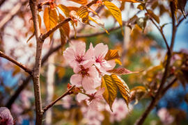 Цветущая розовая саккура