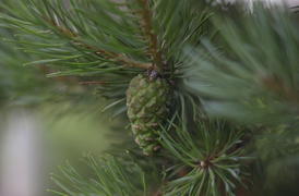 Еловая шишка