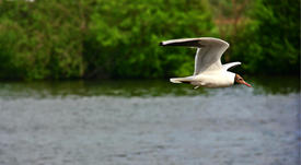 Пролетающая чайка