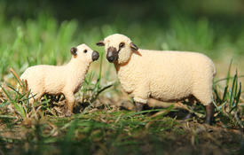 Овечка с ягненком