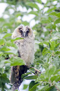 Owl sitting on a branch of a tree in the garden