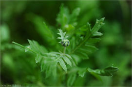 Какая-то трава