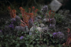 Инопланетное