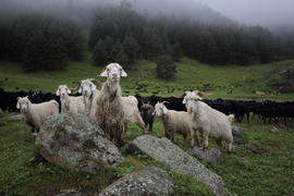 Свои среди чужих