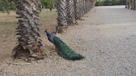 Красота павлина