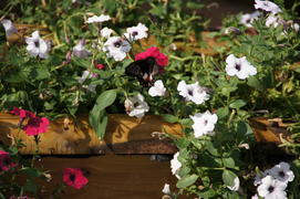 Бабочка в цветах