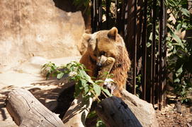 Мишка с палочкой