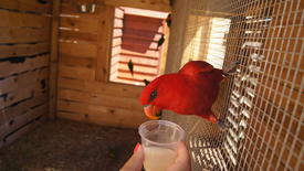  Красный попугай.