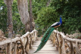 Пава на мосту 