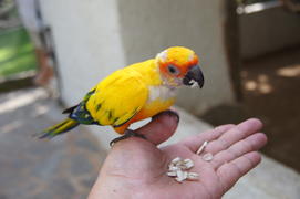 Желтый попугай ест семечки