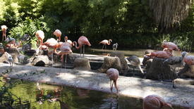 Фламинго и утро